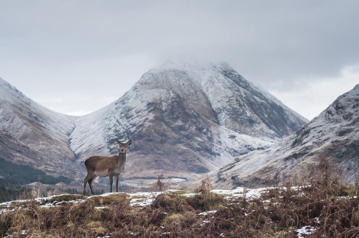 deer in the Scottish highlands